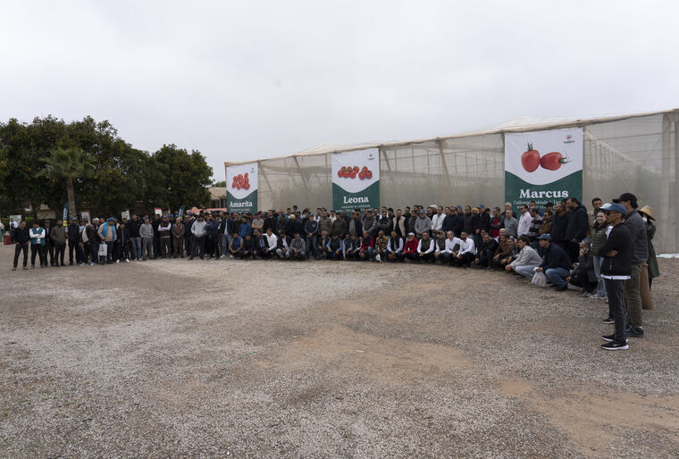 Driving Tomato Innovation in Morocco