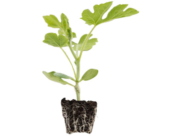 Rootstocks